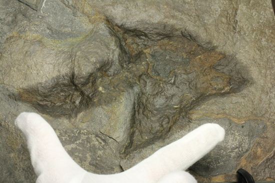 米国コネチカット渓谷の俊足恐竜！グラレーター(Grallator）の足跡ネガ化石（その10）