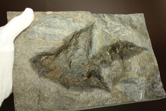米国コネチカット渓谷の俊足恐竜！グラレーター(Grallator）の足跡ネガ化石（その12）