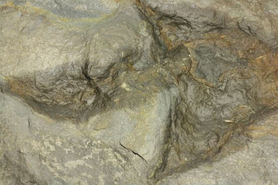 米国コネチカット渓谷の俊足恐竜！グラレーター(Grallator）の足跡ネガ化石（その3）