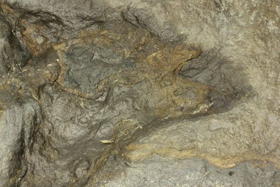 米国コネチカット渓谷の俊足恐竜！グラレーター(Grallator）の足跡ネガ化石（その4）