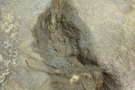 米国コネチカット渓谷の俊足恐竜！グラレーター(Grallator）の足跡ネガ化石（その5）