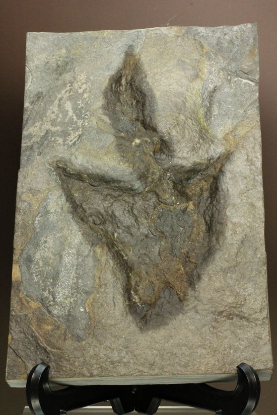 米国コネチカット渓谷の俊足恐竜！グラレーター(Grallator）の足跡ネガ化石（その7）