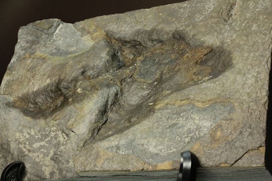 米国コネチカット渓谷の俊足恐竜！グラレーター(Grallator）の足跡ネガ化石（その9）