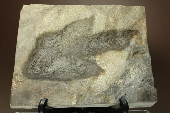 米国コネチカット渓谷の俊足恐竜！グラレーター(Grallator）の足跡ネガ化石（その1）