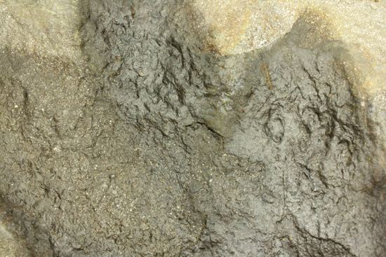 米国コネチカット渓谷の俊足恐竜!グラレーター(Grallator)の足跡ネガ化石(その10)