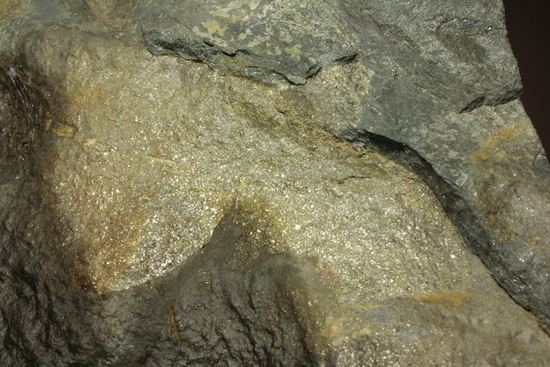 米国コネチカット渓谷の俊足恐竜！グラレーター(Grallator）の足跡ネガ化石（その11）