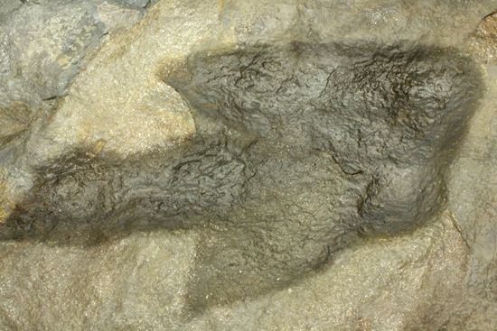 米国コネチカット渓谷の俊足恐竜！グラレーター(Grallator）の足跡ネガ化石（その13）