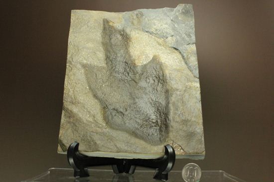 米国コネチカット渓谷の俊足恐竜！グラレーター(Grallator）の足跡ネガ化石（その14）