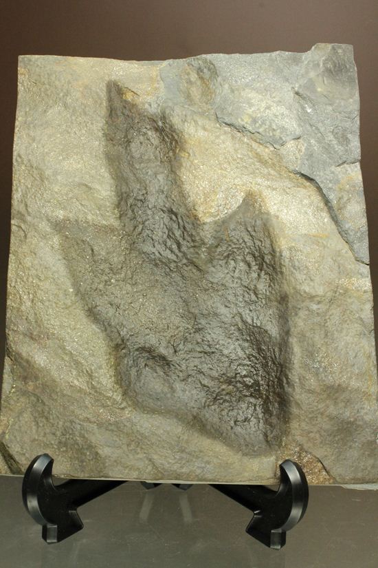 米国コネチカット渓谷の俊足恐竜！グラレーター(Grallator）の足跡ネガ化石（その17）