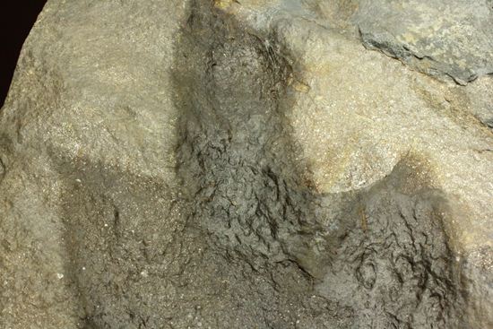 米国コネチカット渓谷の俊足恐竜！グラレーター(Grallator）の足跡ネガ化石（その8）