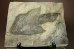 米国コネチカット渓谷の俊足恐竜！グラレーター(Grallator）の足跡ネガ化石