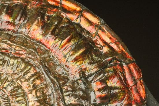 これぞカロセラス・ジョンストニの典型的標本！母岩の丸いカットが特徴です。(Caloceras Johnstoni)（その5）