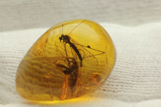 翅の模様まではっきり見える！！2匹の大きな虫入りドミニカ産琥珀(Amber)（その1）