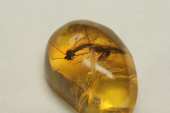 翅の模様まではっきり見える！！2匹の大きな虫入りドミニカ産琥珀(Amber)（その11）