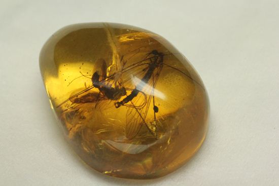 翅の模様まではっきり見える！！2匹の大きな虫入りドミニカ産琥珀(Amber)（その2）