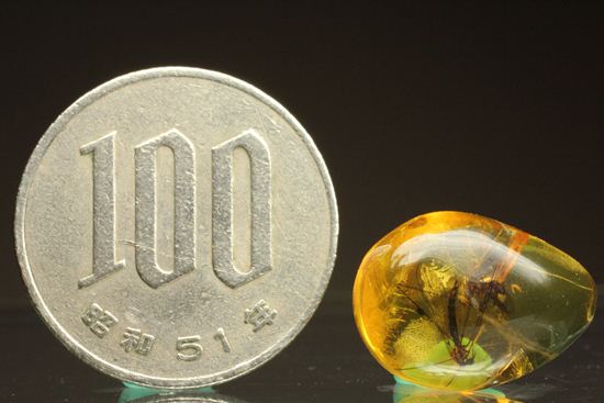 翅の模様まではっきり見える！！2匹の大きな虫入りドミニカ産琥珀(Amber)（その8）