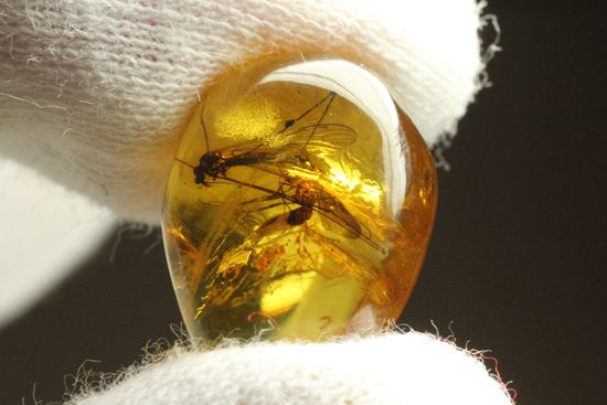 翅の模様まではっきり見える！！2匹の大きな虫入りドミニカ産琥珀(Amber)（その9）