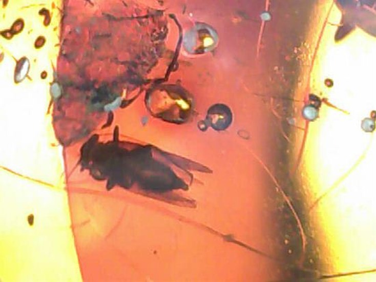 蜂の仲間がわんさか！7匹の虫が鑑賞できます。ドミニカ産琥珀(Amber