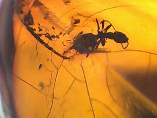 蜂の仲間がわんさか!7匹の虫が鑑賞できます。ドミニカ産琥珀(Amber)(その11)