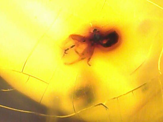 蜂の仲間がわんさか!7匹の虫が鑑賞できます。ドミニカ産琥珀(Amber)(その12)