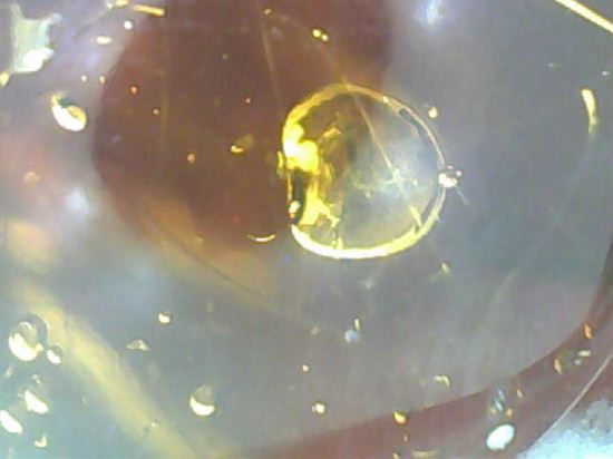 蜂の仲間がわんさか!7匹の虫が鑑賞できます。ドミニカ産琥珀(Amber)(その13)