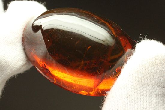 蜂の仲間がわんさか！7匹の虫が鑑賞できます。ドミニカ産琥珀(Amber)（その14）