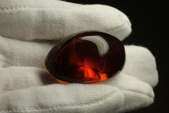 蜂の仲間がわんさか！7匹の虫が鑑賞できます。ドミニカ産琥珀(Amber)（その15）