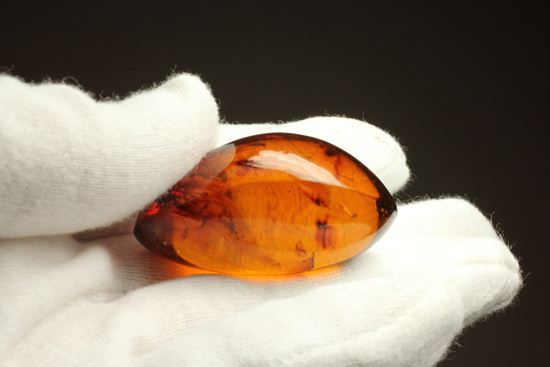 蜂の仲間がわんさか！7匹の虫が鑑賞できます。ドミニカ産琥珀(Amber)（その16）