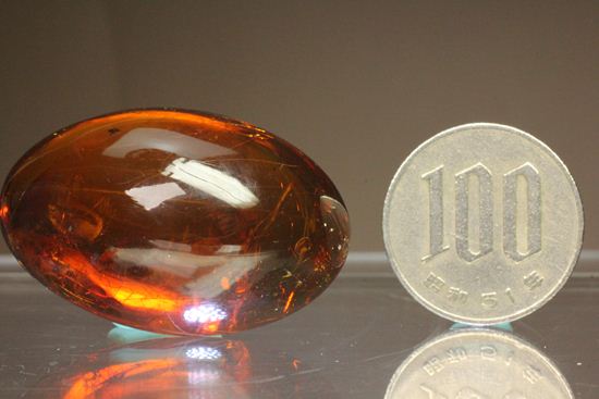 品良く着こなすため 蜂の仲間がわんさか！7匹の虫が鑑賞できます。ドミニカ産琥珀 アクセサリー