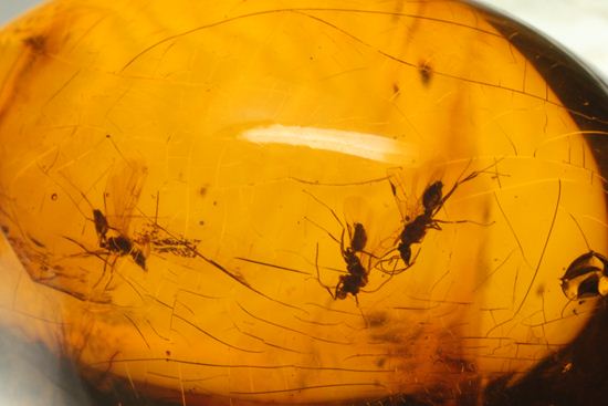 蜂の仲間がわんさか!7匹の虫が鑑賞できます。ドミニカ産琥珀(Amber)(その18)