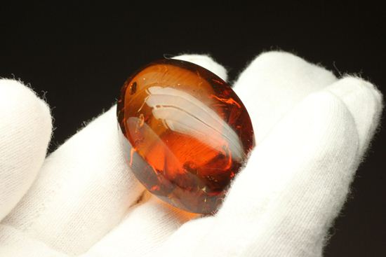 蜂の仲間がわんさか！7匹の虫が鑑賞できます。ドミニカ産琥珀(Amber)（その3）