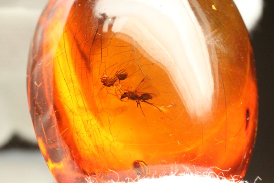 蜂の仲間がわんさか!7匹の虫が鑑賞できます。ドミニカ産琥珀(Amber)(その4)