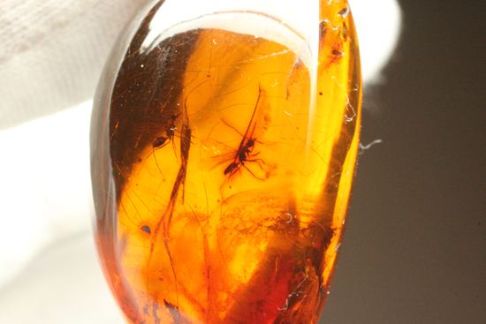 蜂の仲間がわんさか!7匹の虫が鑑賞できます。ドミニカ産琥珀(Amber)(その5)