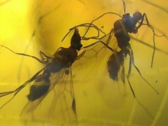 蜂の仲間がわんさか!7匹の虫が鑑賞できます。ドミニカ産琥珀(Amber)(その6)
