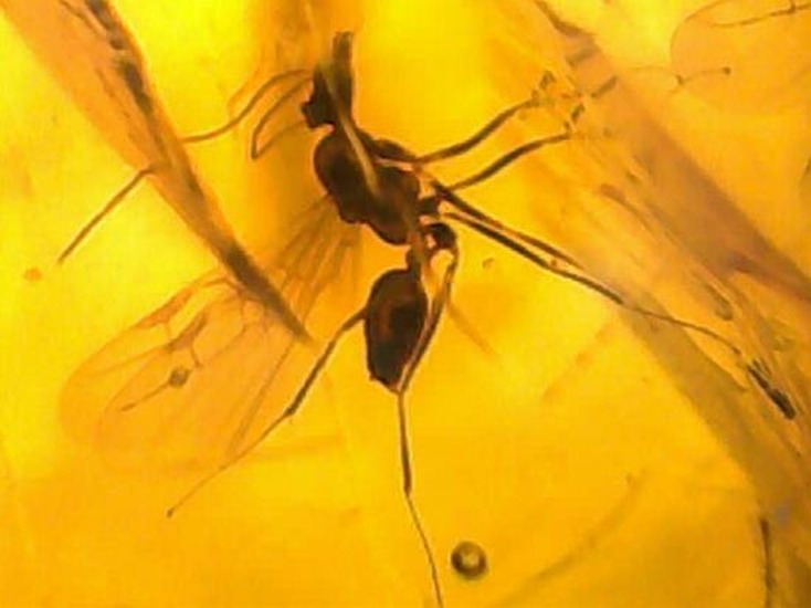 蜂の仲間がわんさか！7匹の虫が鑑賞できます。ドミニカ産琥珀(Amber