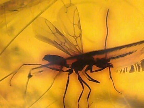 蜂の仲間がわんさか!7匹の虫が鑑賞できます。ドミニカ産琥珀(Amber)(その8)