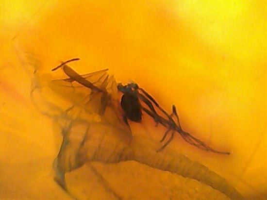 蜂の仲間がわんさか!7匹の虫が鑑賞できます。ドミニカ産琥珀(Amber)(その9)