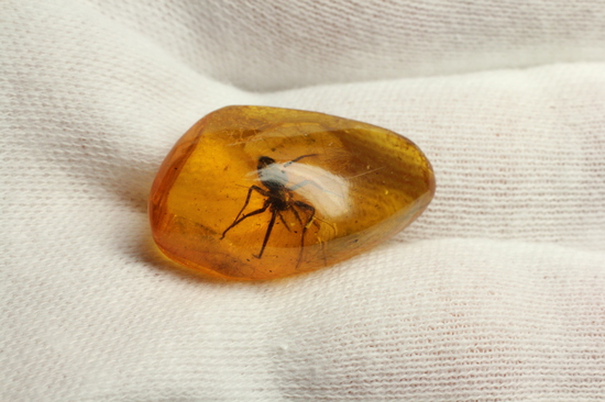 グロテスクこの上なし!希少10mm蜘蛛入り!!バルト海産琥珀(Amber)(その1)