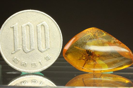 グロテスクこの上なし！希少10ｍｍ蜘蛛入り！！バルト海産琥珀(Amber)（その10）