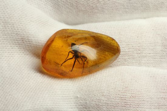 グロテスクこの上なし!希少10mm蜘蛛入り!!バルト海産琥珀(Amber)(その11)