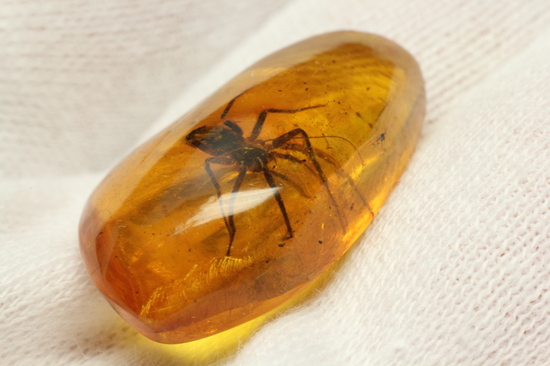 グロテスクこの上なし!希少10mm蜘蛛入り!!バルト海産琥珀(Amber)(その2)