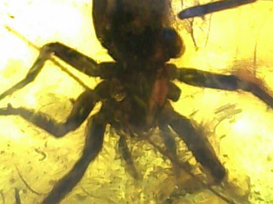 グロテスクこの上なし!希少10mm蜘蛛入り!!バルト海産琥珀(Amber)(その3)