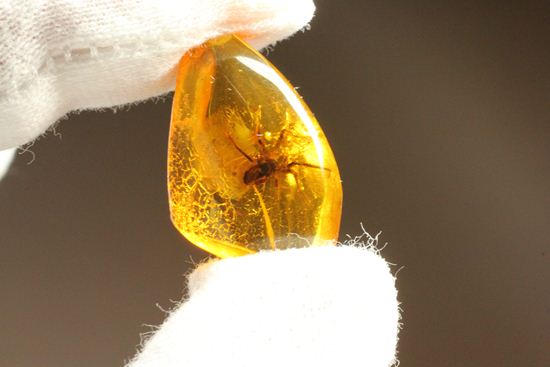グロテスクこの上なし!希少10mm蜘蛛入り!!バルト海産琥珀(Amber)(その5)