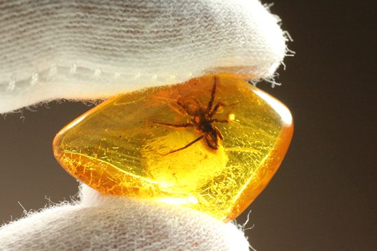 グロテスクこの上なし!希少10mm蜘蛛入り!!バルト海産琥珀(Amber)(その6)