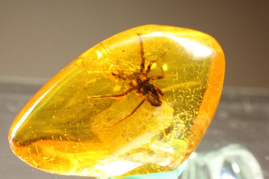 グロテスクこの上なし！希少10mm蜘蛛入り！！バルト海産琥珀(Amber
