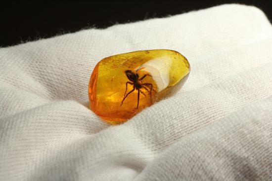グロテスクこの上なし!希少10mm蜘蛛入り!!バルト海産琥珀(Amber)(その9)