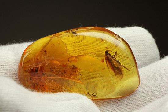 で、デカい・・・！10㎜脚長のカゲロウ科！虫入りバルト海産琥珀(Amber)（その11）