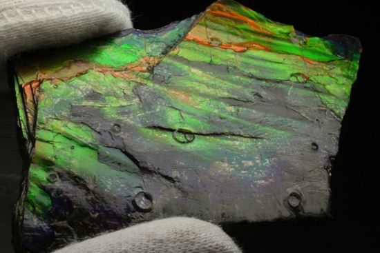 これは宝石。完全７色スペクトルの模式標本。ピースタイプの標本として最高峰です。(Ammolite)（その11）