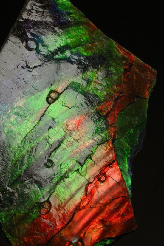 これは宝石。完全７色スペクトルの模式標本。ピースタイプの標本として最高峰です。(Ammolite)（その16）