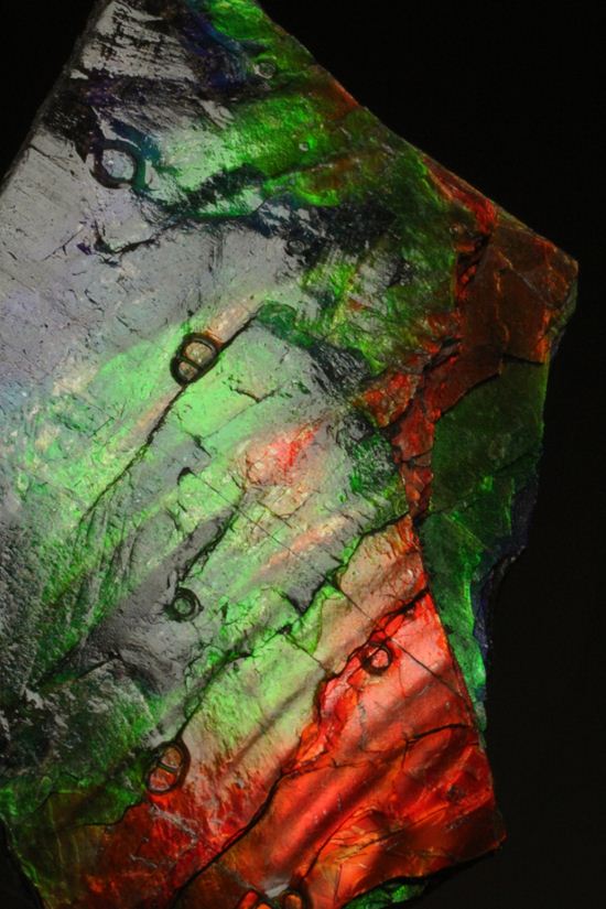 これは宝石。完全7色スペクトルの模式標本。ピースタイプの標本として最高峰です。(Ammolite)(その16)
